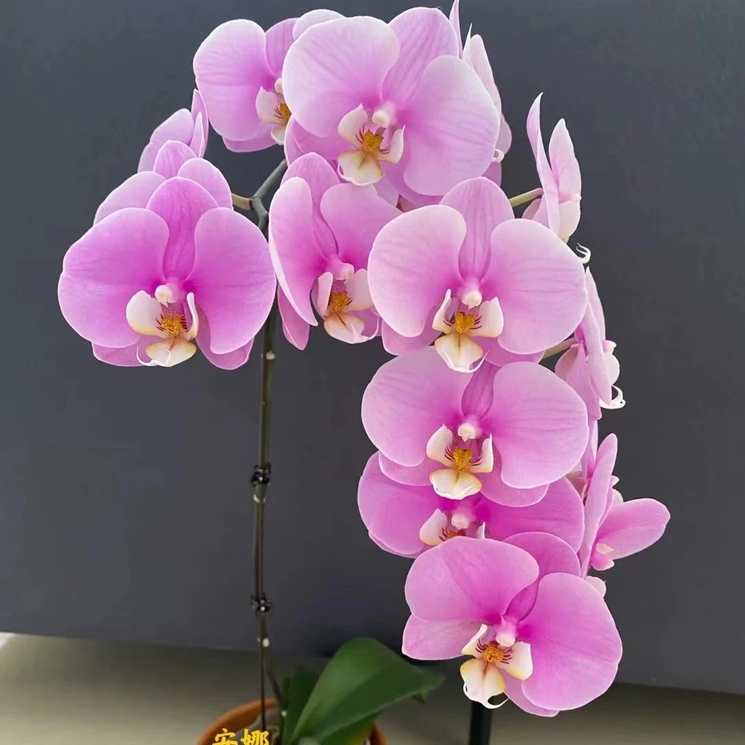 带剑《安娜》蝴蝶兰3.0寸加高杯大苗子发货 【全场累积凑满2单发】