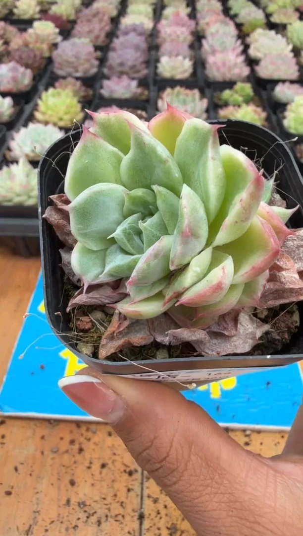 东云多肉园二店-164