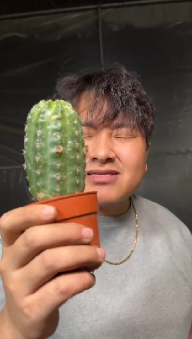 2颗 大号 极光【带根】不指定多头