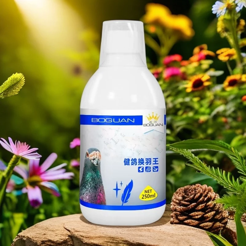 xirenqux白鸽子健鸽换羽王 saglam kaptar jul gu tux xa yi【新疆