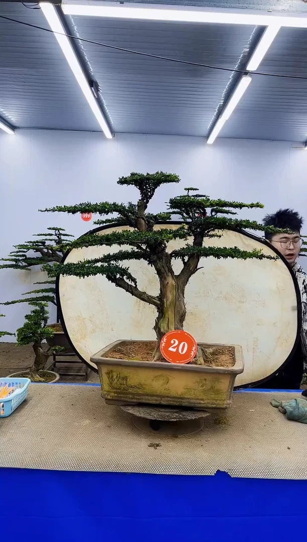 完全开放一物一拍，所见即所得