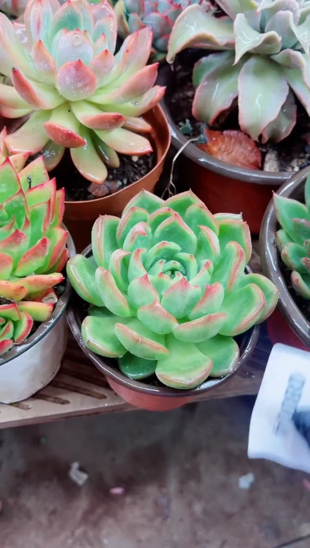**08004多肉植物一物一拍