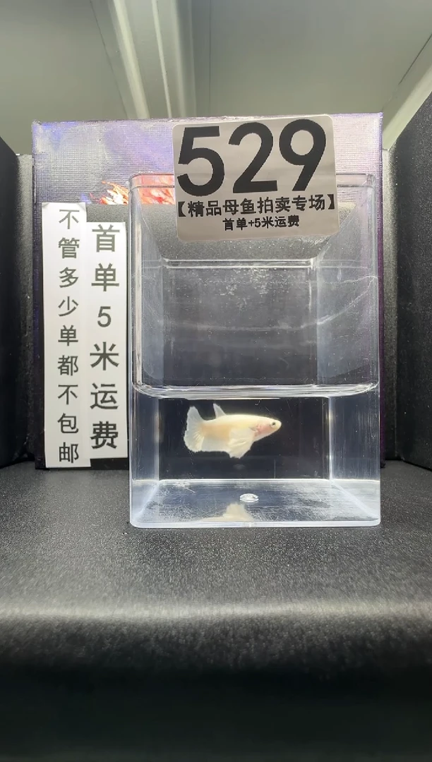 斗鱼母鱼编号：529