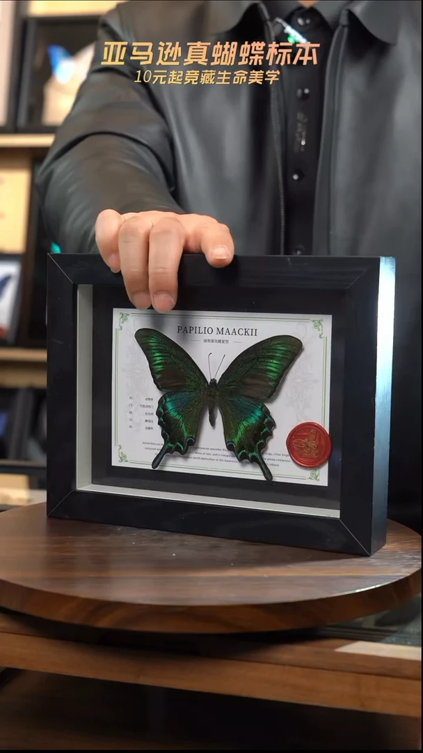 绿带翠凤蝶夏型8寸黑框国风版