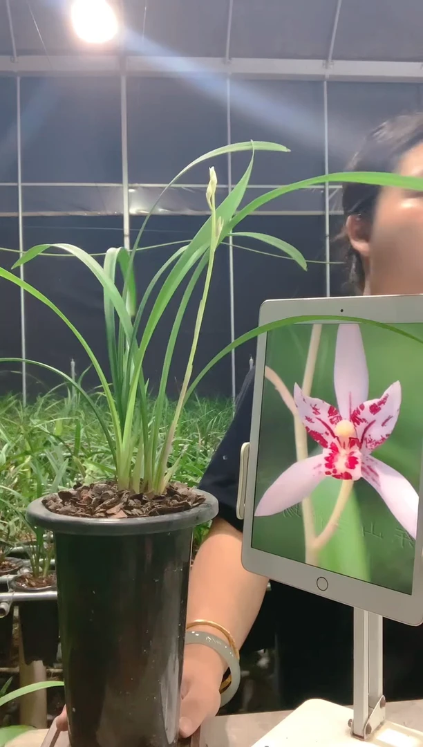 当前无花朵，栽培后可花朵雪舞红尘4苗1花