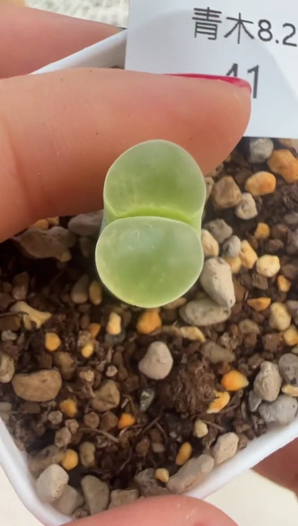 41。。。。。。。。。。。。。。