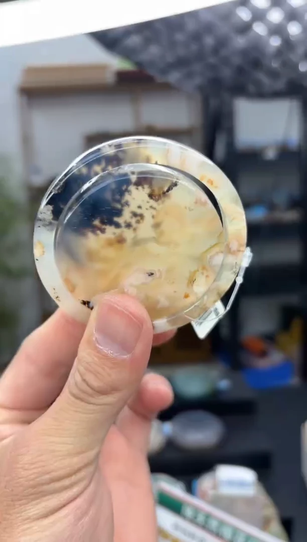 【闪购商品】石英质玉手镯未镶嵌A127(54圈赠送镯心)