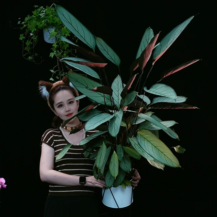 飞羽1.2米含铁艺盆 竹芋 盆栽 室内 耐阴 绿植 好养易活