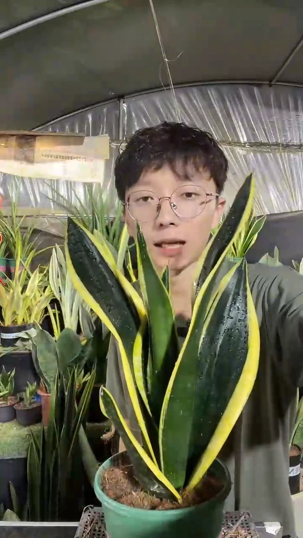 霸王兰带盆土18.8