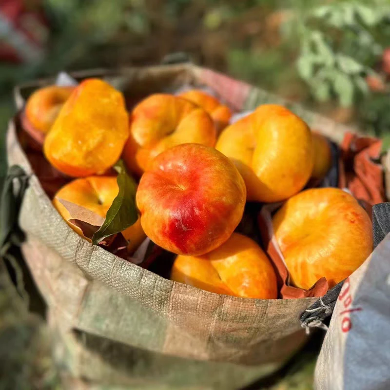 【京东快递 油蟠桃】黄金油蟠桃脆软俩吃露天成熟多汁现摘现发