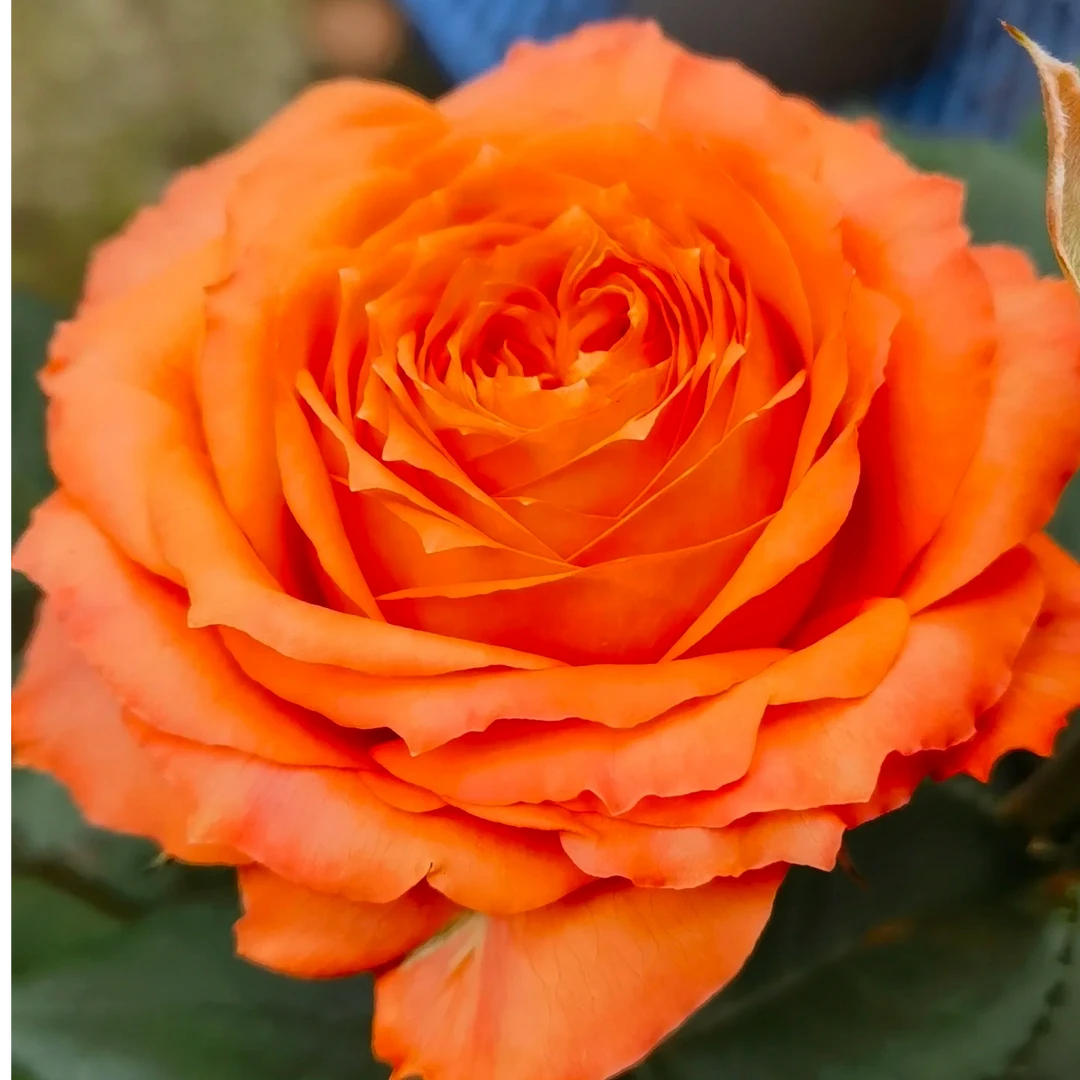 浪漫橙色 大花浓香月季玫瑰花苗 阳台切花月季盆栽花卉