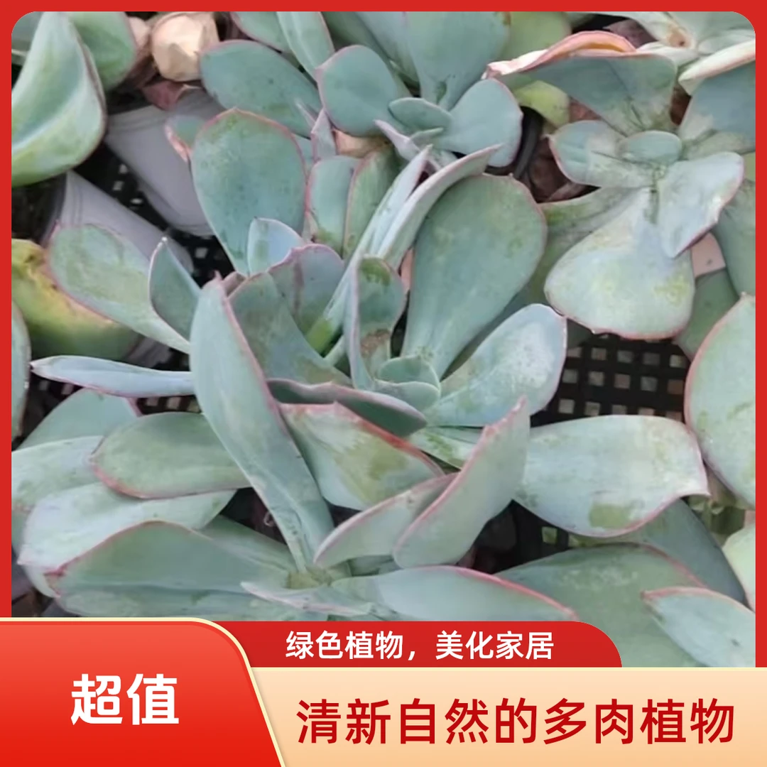 布鲁克林的蓝多肉植物盆栽品种好养适合办公室阳台