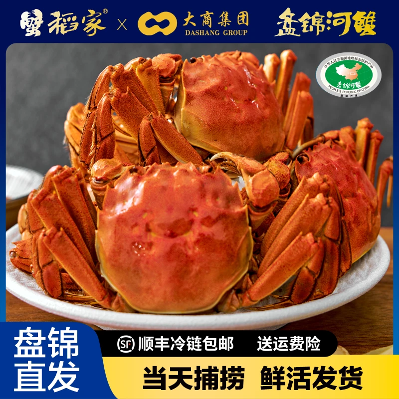 【活蟹】无品牌盘锦河蟹稻田蟹全母1.3-1两20-25只顺丰包邮鲜活发货x