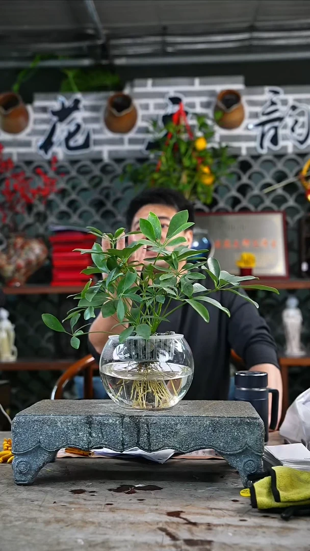 完全开放鸭掌木291T