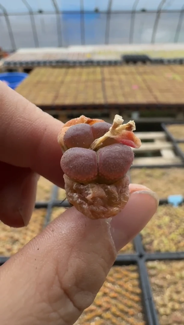 【闪购商品】15-85