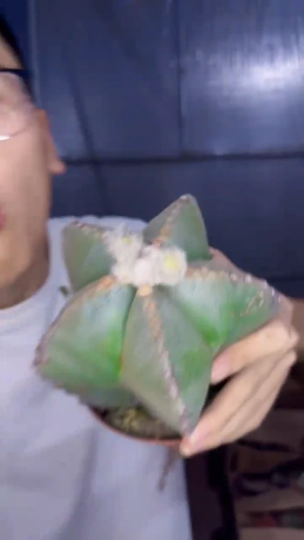 大号 鸾凤玉 实生根