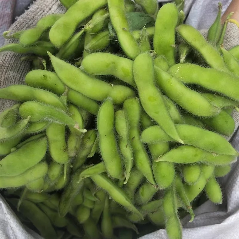 云南新鲜毛豆现摘现发嫩角青小毛豆带壳发货应季蔬菜豌豆