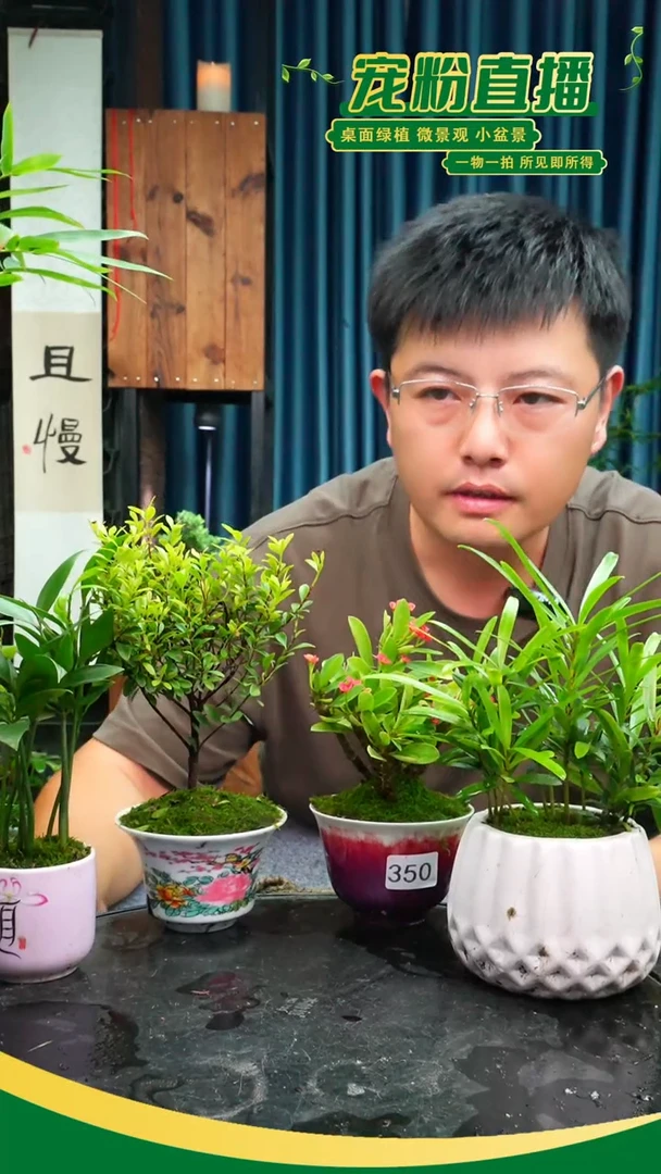无花朵b**o苔藓微景观350号