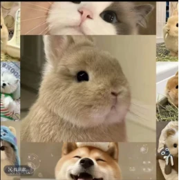 宠物活体通用链接（三）