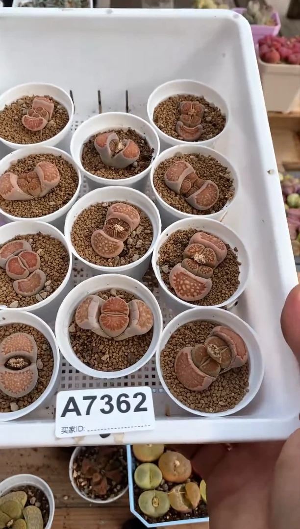 【闪购商品】7362直播间一物一拍