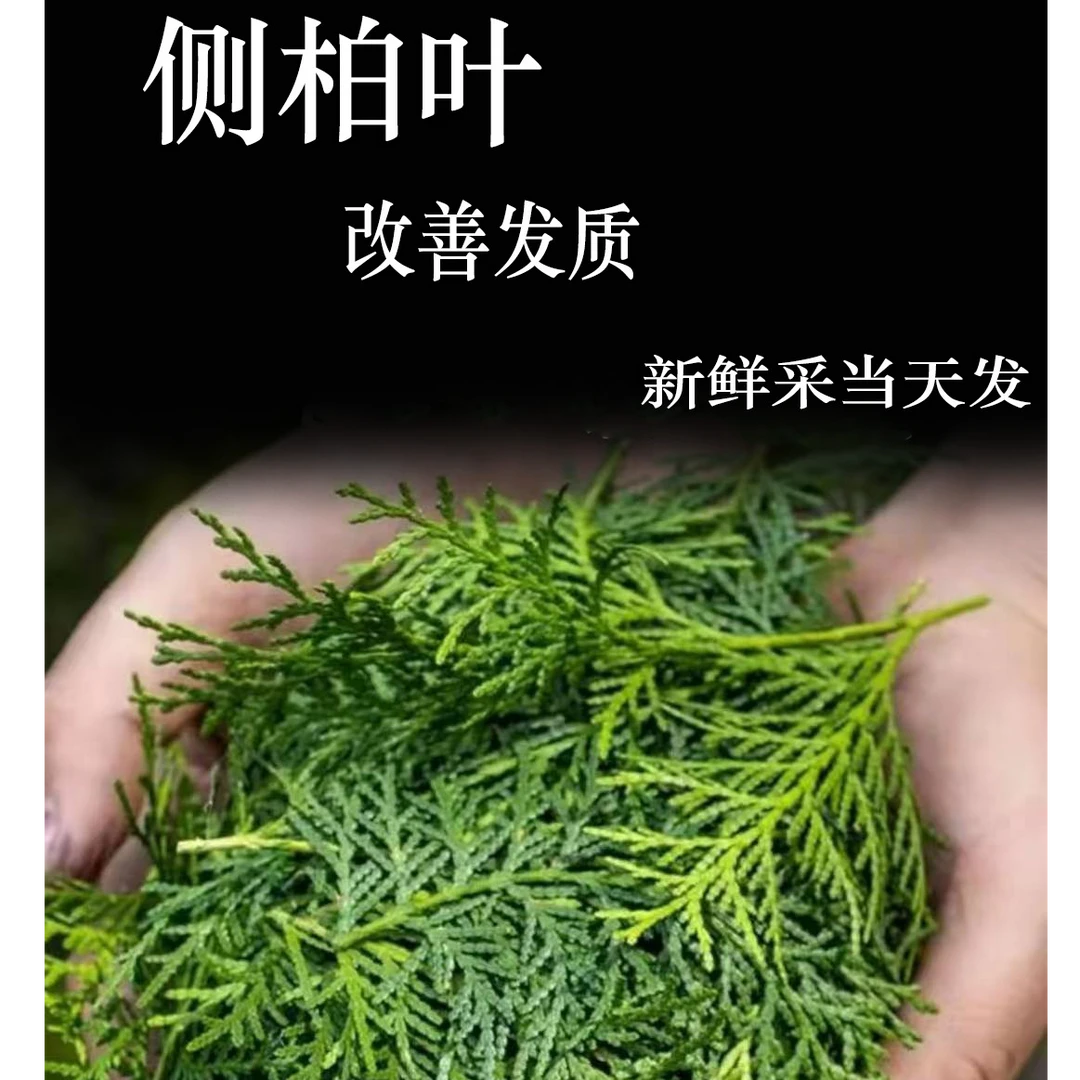 山东自然生长当天现采新鲜侧柏叶无枝杆侧柏叶【凌晨采摘当天发货】