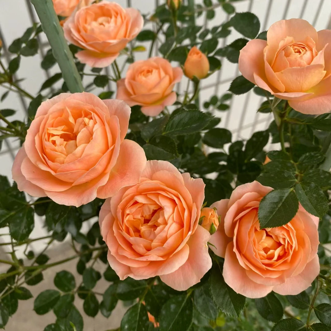 【甜梦】藤本月季当年开花月季花苗庭院植物紫色栽培春季夏季