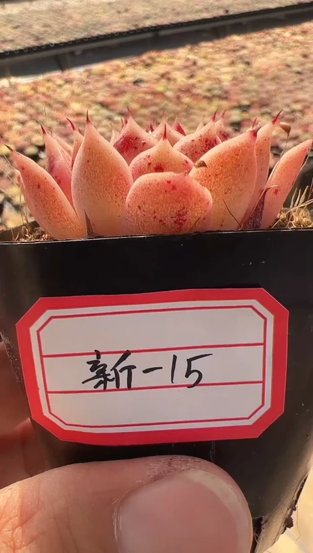 【闪购商品】新-15