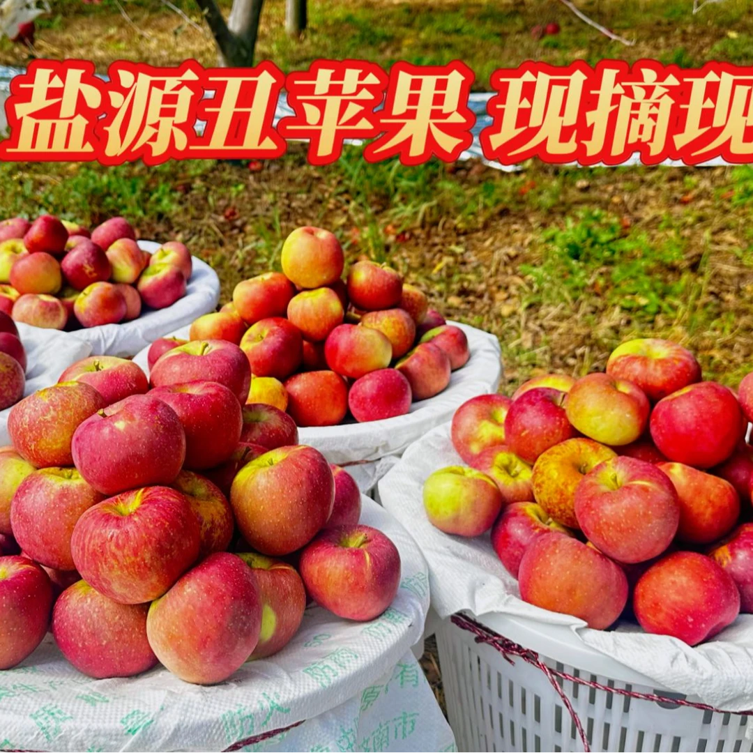 大凉山盐源富士丑苹果01四川省
