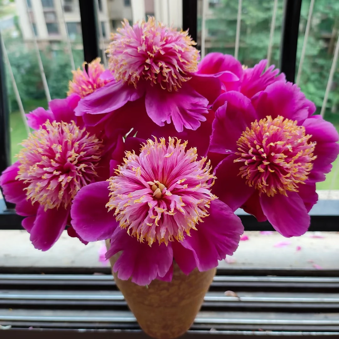 现货【金光闪烁】经典重瓣芍药鲜花，菏泽基地直发