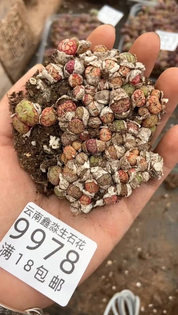 9978特价清姬切糕微瑕