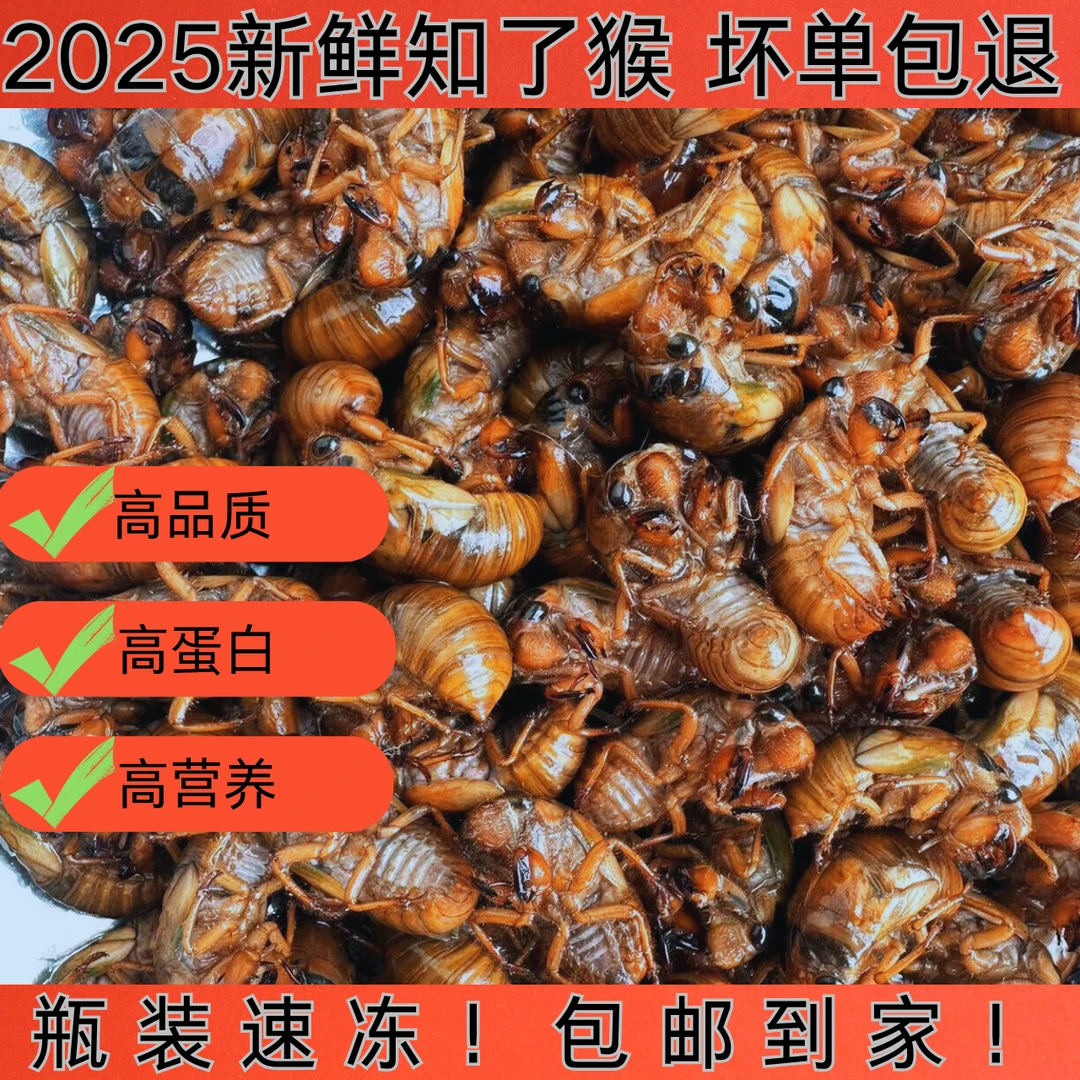 2025新鲜知了猴金蝉爬叉活体冷冻营养美味高蛋白河南发货