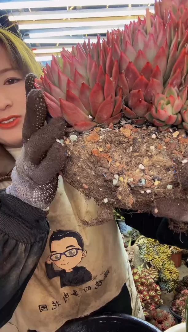 【闪购商品】25号一物一拍脱土包邮