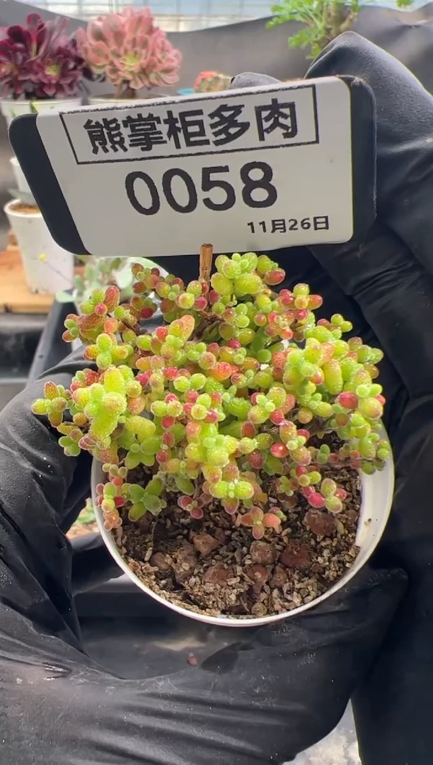 一****?1126-58-蜜橘糖球带盆土