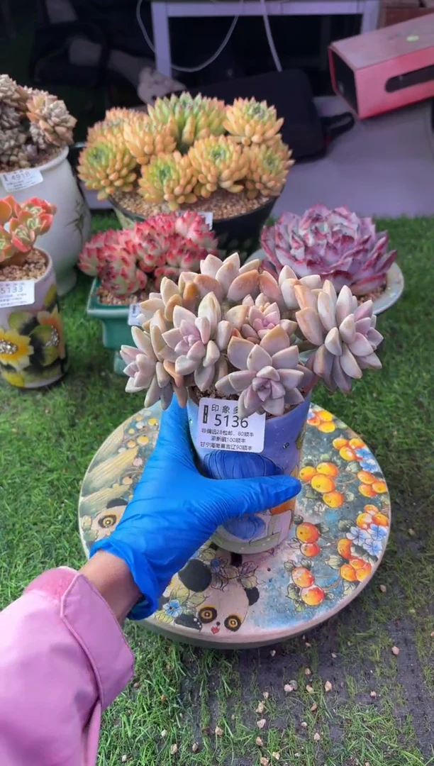 昆明印象多肉5136