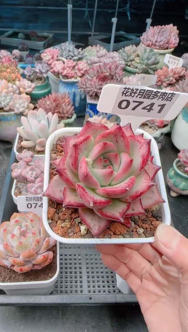 【闪购商品】0741.