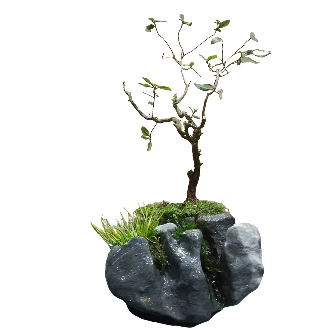 盆景素材，微景植物，苔藓，蕨类