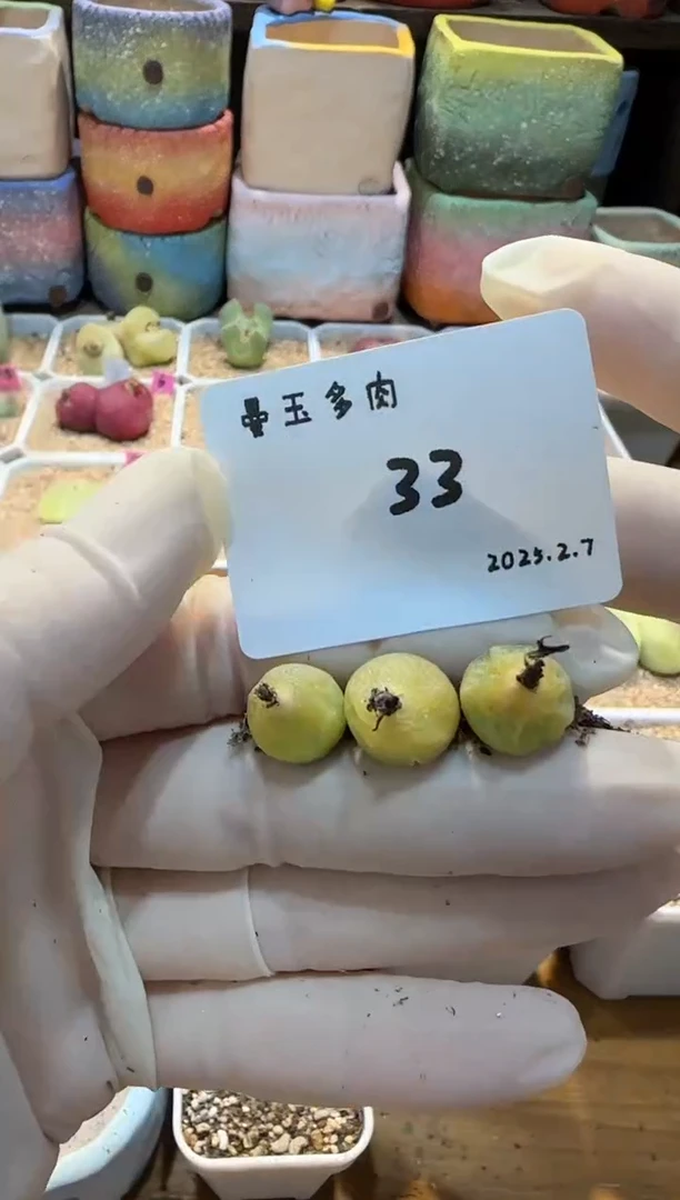 【闪购商品】25.2.7-33奶栗