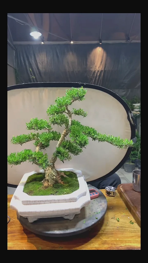 无花朵心**处11111111111111111111111