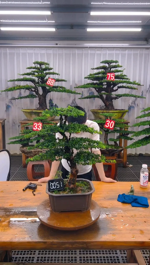 无花朵精品盆景直播间一物一拍