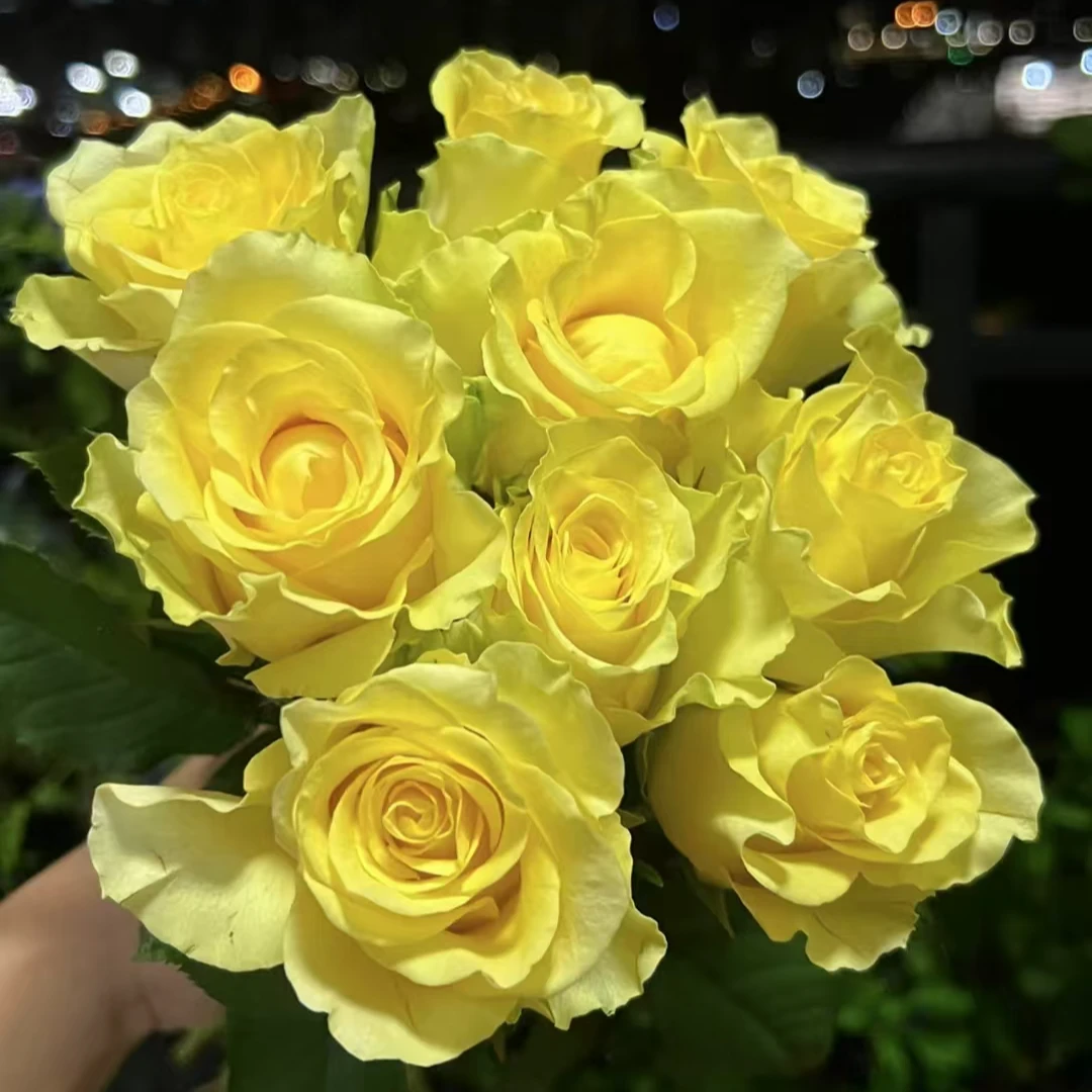 【浪漫沙滩】黄玫瑰 收到需醒花 云南鲜花批发基地直发