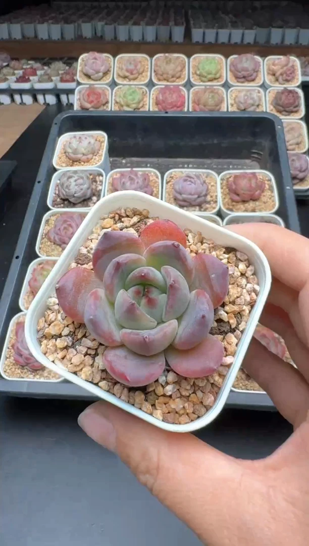 【闪购商品】224B物拍多肉带盆土6.5杯拍3颗包柚