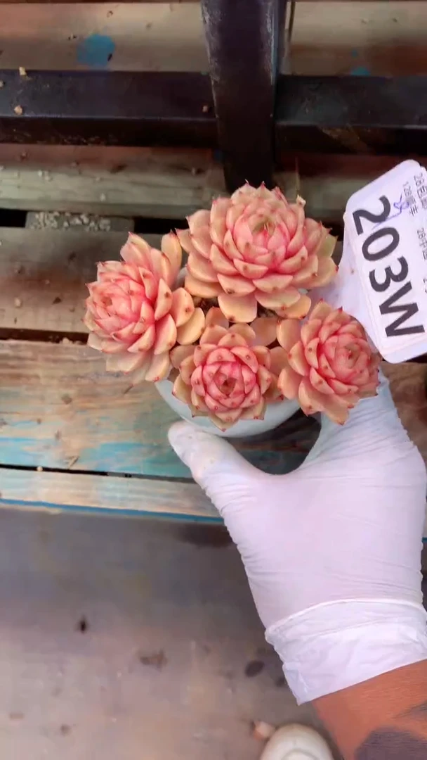 203W有砍（一物一拍，精品多肉，w所见即所得 ）