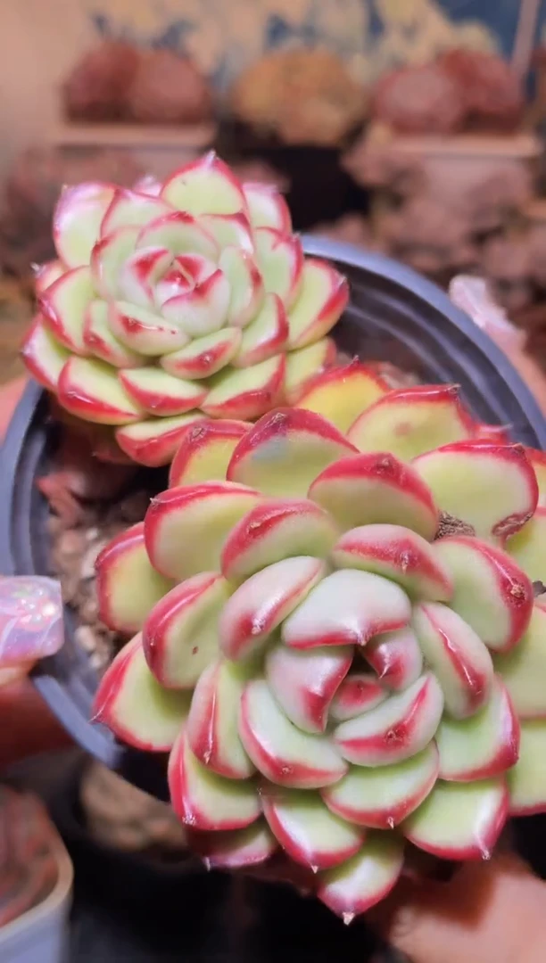 【闪购商品】023万宝龙多肉