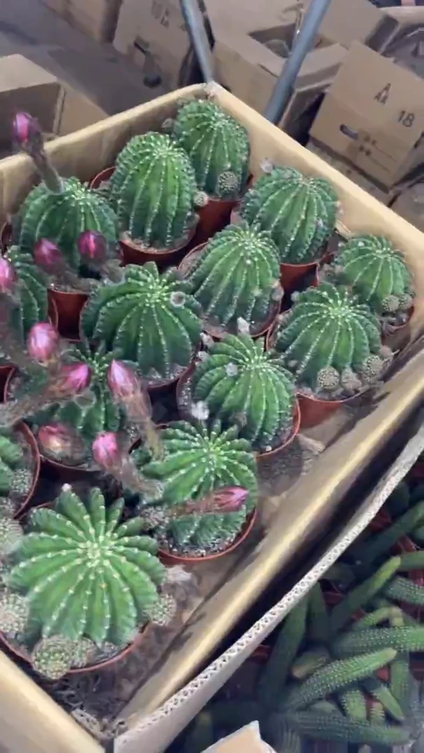 大号 浓桃筋 不指定带崽