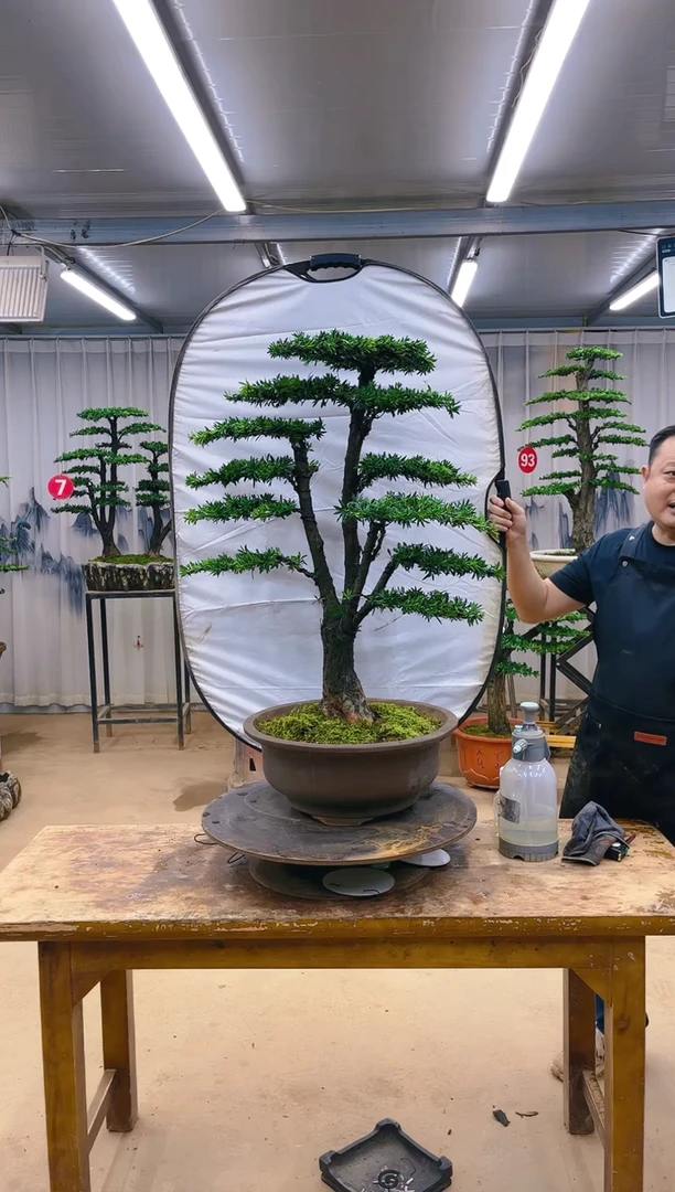 无花朵精品罗汉松盆景  一物一拍