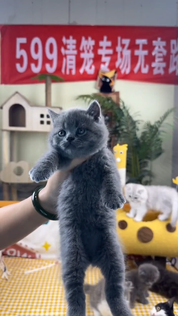 猫可爱小猫来啦来啊
