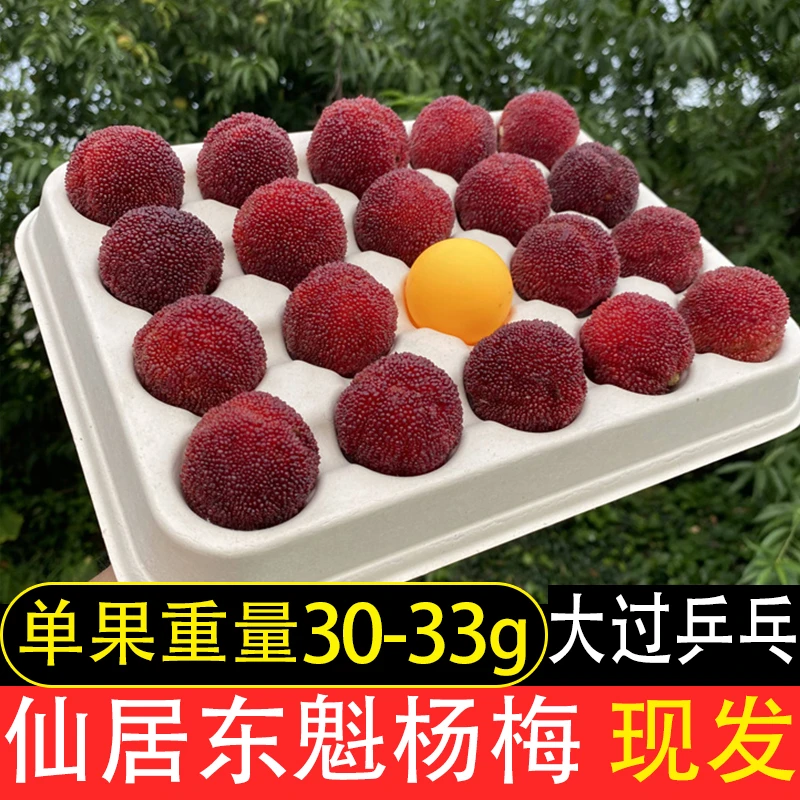 【11A特大果】正宗仙居杨梅乒乓球新鲜水果30g-33g颗粒礼盒装送礼