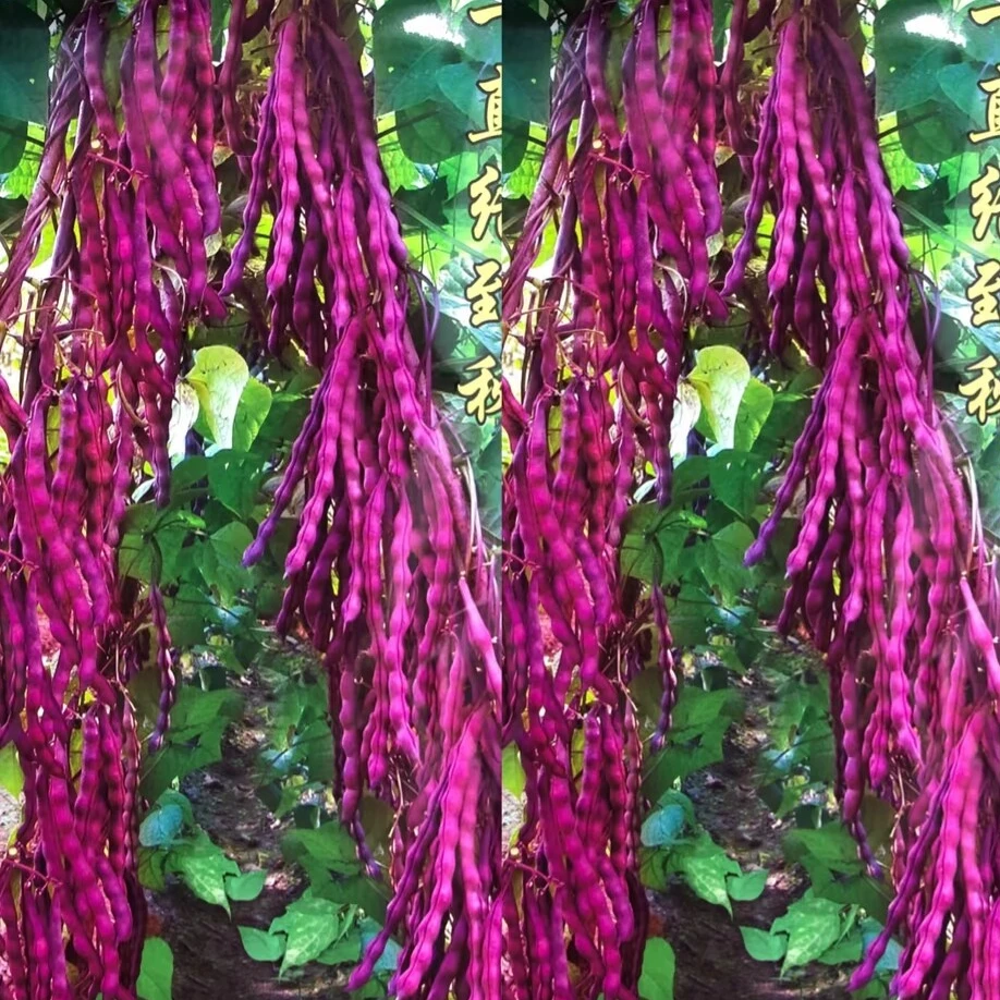 【八月忙冻死鬼豆角种子】耐热耐寒夏播秋播豆角种子四季蔬菜种子