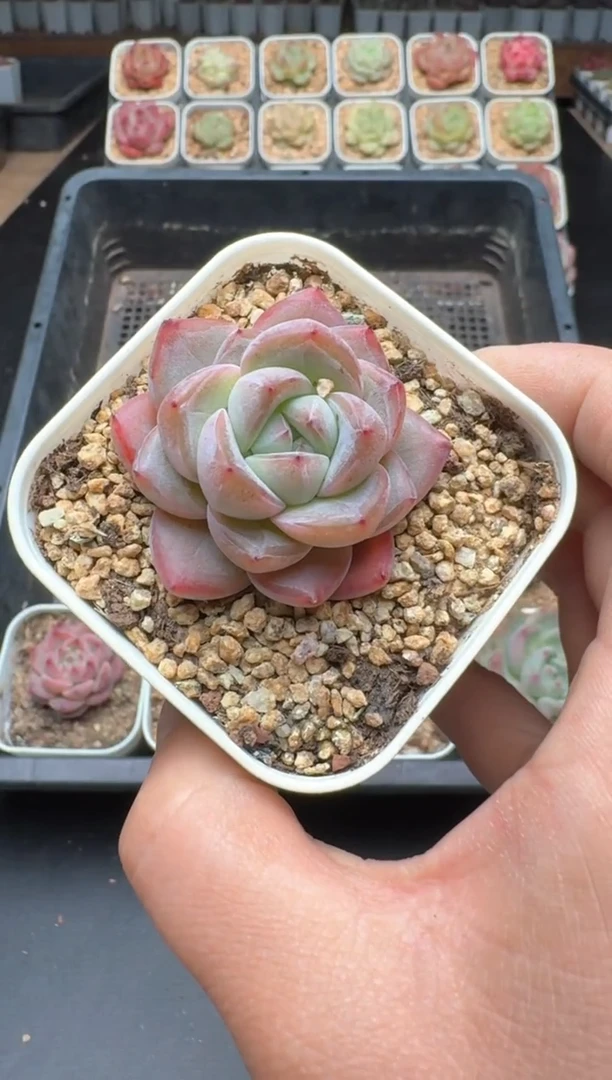 【闪购商品】004C物拍多肉带盆土6.5杯拍3颗包柚