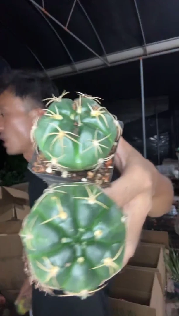 海王2棵 9.99===